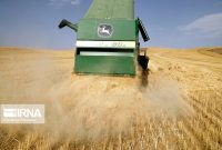 افزایش ۱۶۰ درصدی قیمت خرید تضمینی گندم در دولت سیزدهم افزایش ۱۶۰ درصدی قیمت خرید تضمینی گندم در دولت سیزدهم