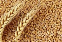 انبارها و سیلوهای کشور مملو از گندم‌ است