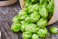اهلیسازی گونههای جنگلی گیاه رازک برای تولید محصولات متنوع دارویی اهلیسازی گونههای جنگلی گیاه رازک برای تولید محصولات متنوع دارویی