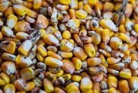 بدترین برداشت ذرت در فرانسه در ۳۰ سال گذشته