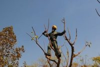 بسیج عوامل خدمات شهری برای اجرای طرح خدمت در منطقه ۱۱ بسیج عوامل خدمات شهری برای اجرای طرح خدمت در منطقه ۱۱