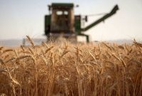 تحویل گندم و کلزا به تعاون روستایی گلستان ۴۶ درصد رشد داشت/ تامین ۵۰ درصد گندم بذری کشاورزان گلستان
