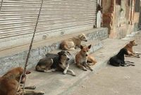 جمع آوری سگ های ولگرد مطالبه اصلی اسلامشهری ها در سامانه ۱۳۷