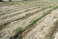 خشکسالی ۸۵۰ میلیارد تومان به زمین‌های کشاورزی  بروجرد خسارت زد