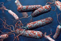 شناسایی ۲ مورد ابتلا به وبا در استان همدان