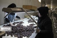 ضرورت جلوگیری از خام‌فروشی خرما با راه‌اندازی صنایع فرآوری در خوزستان