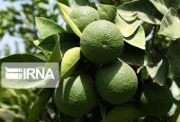 قفل بازار مرکبات نوبرانه مازندران با ورود نارنگی زودرس شکسته شد قفل بازار مرکبات نوبرانه مازندران با ورود نارنگی زودرس شکسته شد