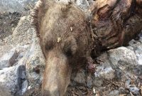 لاشه یک قلاده خرس در تنگ گنجه ای بویراحمد کشف شد