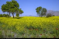 معاون جهاد کشاورزی استان: کشاورزان کرمانشاهی کُلزا کشت کنند