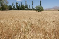 معاون وزیر جهادکشاورزی: طرح جهش تولید در دیمزارهای کشور با جدیت اجرا می‌شود