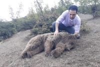نجات و رهاسازی خرس قهوه ای در گیلان