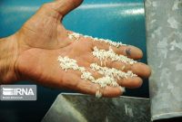 پایان کشت اول برنج در مازندران / نشاء یکصد هزار هکتار کشت دوم به خوشه‌دهی رسید