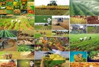 پیشبینی ۲۴ هزار میلیارد تومان تسهیلات برای اجرای کشت قراردادی پیشبینی ۲۴ هزار میلیارد تومان تسهیلات برای اجرای کشت قراردادی