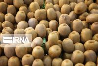 چین بعد از پرتقال به دنبال واردات کیوی از مازندران است