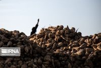 کار برداشت چغندر قند از مزارع استان همدان آغاز شد