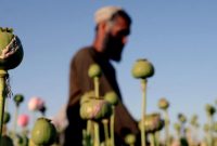 کمک ایران به افغانستان برای جایگزینی کشت مواد مخدر