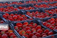 ۱۵ تن گوجه فرنگی قاچاق در مرز سومار کشف شد
