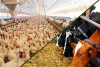 ۲۴۰۰ تولیدکننده دام و طیور در کردستان تسهیلات دریافت کردند