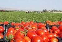 ۲۵ هزار تُن گوجه‌فرنگی در جغتای خراسان رضوی تولید شد