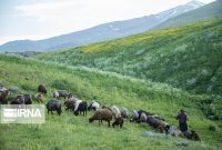 ۳۲۴ هزار میلیارد تومان درآمدزایی ناشی از اجرای طرح بهبود پوشش گیاهی
