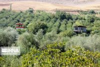 ۴۰۰ هکتار از باغات روستای «کرم بست» کرمانشاه نیازمند آبرسانی فوری است