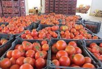 ۷ هزار تن گوجه‌فرنگی در جوین خراسان رضوی تولید شد