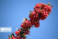 ۹۸ درصد تولید زرشک ایران به خراسان جنوبی تعلق دارد
