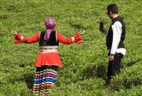 آخرین فرصت تحویل چای سبز به کارخانه ها اعلام شد