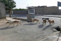 افزایش سگهای بلاصاحب در خراسان جنوبی نگرانکننده است افزایش سگهای بلاصاحب در خراسان جنوبی نگرانکننده است