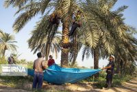 برداشت بیش از ۲۳ هزار تن خرما در آبادان