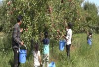 برداشت ۱۶۵ هزار تن سیب از باغات مشگین‌شهر