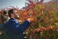 جشنواره زرشک قابلیت ثبت در تقویم رویدادهای ملی را دارد