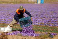 زعفران چهارمحال و بختیاری به کام دیگران