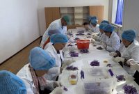 زعفران، طلای سرخ تاجیکستان برای نخستین بار وارد بازار جهانی شد زعفران، طلای سرخ تاجیکستان برای نخستین بار وارد بازار جهانی شد