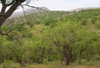 زمزمه برداشت دوباره از جنگل