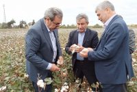 سازمان پنبه کشور احیا می‌شود