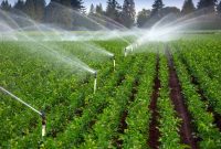 طراحی و تدوین الگوی کشت پس از نیم قرن در کشور/ اجرای الگوی کشت به‌زودی