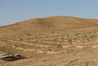 طرح توسعه باغ‌ها در ۳۷۵ هکتار از اراضی شیبدار قزوین اجرا شد