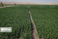 عدم رعایت الگوی کشت لطمه جدی به منابع آب زیرزمینی استان کرمانشاه زده است
