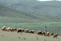 عشایر و روستاییان ۲۷.۵ درصد از جمعیت کشور را تشکیل می دهند