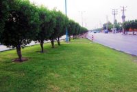 عضو شورای اسلامی شهر اهواز:یکبار برای همیشه تکلیف درخت کنوکارپوس روشن شود