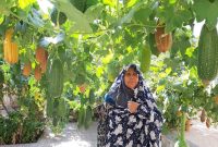 لبخند کدوها در حیاط بانوی سیرجانی+عکس