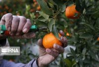مبارزه با مگس مدیترانه‌ای در ۲ هزار هکتار از باغ‌های جنوب کرمان انجام شد