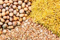 مطالبه مرغداران بابت ساماندهی وضعیت تأمین نهاده‌