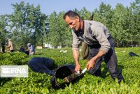 مهلت خرید تضمینی برگ سبز چای تا ۱۰ آبان تمدید شد