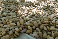 هشت هزار و ۲۵۰ تن بادام در آذربایجان شرقی تولید شد