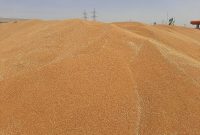 واردات بیش از ۱.۵میلیون تن گندم به کشور از طریق بندر امام خمینی