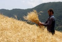 گندمکاران با اجرای الگوی کشت یارانه‌های کشت و بهره‌وری دریافت می‌کنند