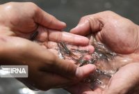 یک میلیون قطعه بچه ماهی در رودخانه بهمنشیر آبادان رهاسازی شد