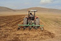 ۵ تن قارچ کش بین کشاورزان سیستان و بلوچستان توزیع شد